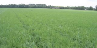 Erbsen mit Leindotter, Foto: Christian Wucherpfennig, LWK NRW
