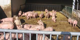 Mastschweine auf Stroh