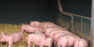 Bio-Mastschweine am Langtrog fressend, Foto: Christian Wucherpfennig, LWK NRW