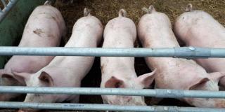 Spliethofe Schweine im Auslauf