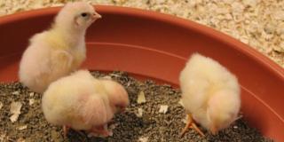 Drei Küken in Futterschale, Foto: Ökoteam LWK NRW