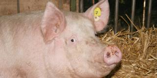 Bioschwein im Stroh liegend