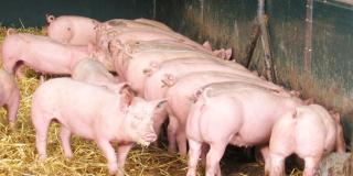 Mastschweine fressend am Längstrog, Foto: Christian Wucherpfennig, LWK NRW