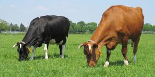 Weidende Milchkühe, Foto: Anne Verhoeven, LWK NRW