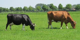 Weidende Milchkühe, Foto: Anne Verhoeven, LWK NRW
