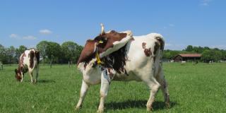 Milchkühe auf der Weide, Foto: Anne Verhoeven, LWK NRW
