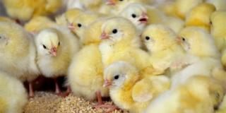 Zweinutzungshuhn - Küken dichtgedrängt, Foto: Stiftung Tierärztliche Hochschule Hannover 