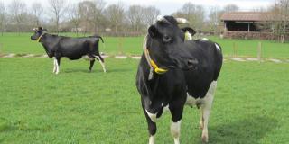 Kühe auf der Weide, Foto: Anne Verhoeven, LWK NRW