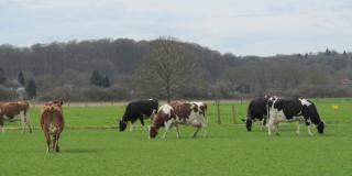 Kühe auf der Weide, Foto: Anne Verhoeven, LWK NRW