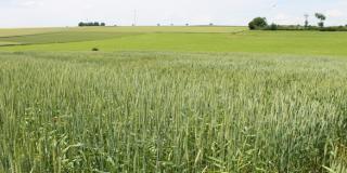 In Warstein-Belecke stand der Winterweizen im Öko-LSV in 2019 auch wieder sehr gut, wenn auch mit mehr Unkraut als im Jahr zuvor.