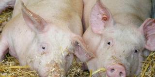 Zwei Ferkel auf Stroh liegend