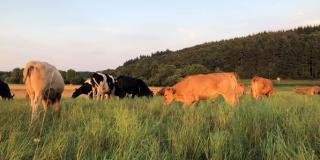 Ein hoher Aufwuchs und hohe Besatzdichten sind besonders in den wüchsigen Frühjahrs- und Sommermonaten charakteristisch für das Mob Grazing–System.