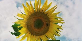Blühende Sonnenblume