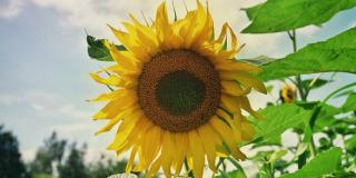 Blühende Sonnenblume