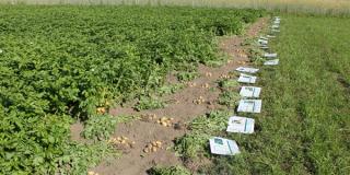 Kartoffelfeldtag 25.06.2020 in Rheda-Wiedenbrück - Sortenversuche, Schrifttafeln mit Sorteninfos liegend