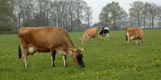 Jerseykühe auf der Weide