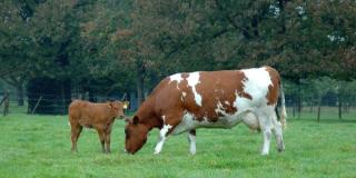Kalb mit Kuh auf der Weide