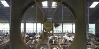Ventilator in Nahaufnahme mit Kuh-Durchblick
