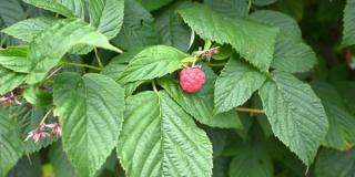 Himbeere