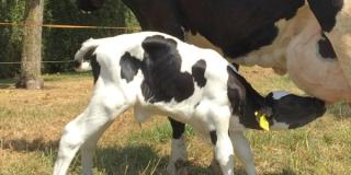 Kalb trinkt