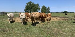 Limousin Charolais Mutterkuhherde auf der Weide im Sommer