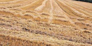 Stroh auf abgeerntetem Feld