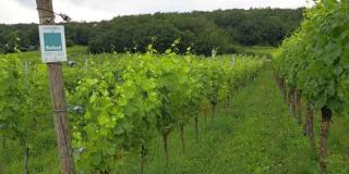Weinberg Biolandwinzer