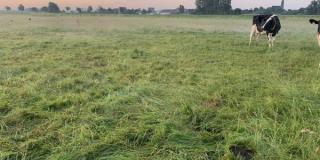 Mobgrazing Weide Riswick