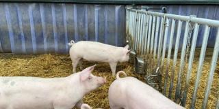 Tränke im Schweinestall