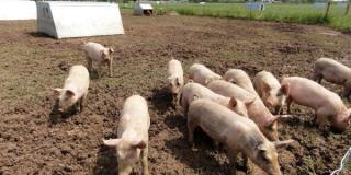 Outdoorschweine