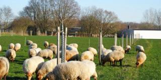 Agroforstsystem mit Schafen