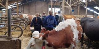 Schülergruppe in Kuhstall