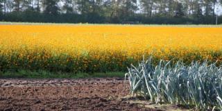 Tagetes-Feld