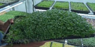 Microgreens Gewächshaus