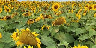 Sonnenblumen im Feld
