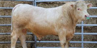 Charolais-Vererber „HAU Napo“ 
