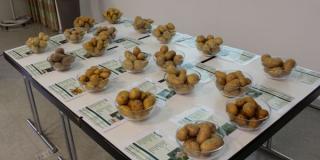 Kartoffeltag Testessen