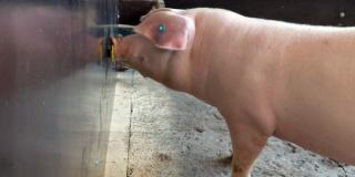 Schwein am Sniffer-Board
