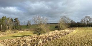 Altgrasstreifen im Spätherbst