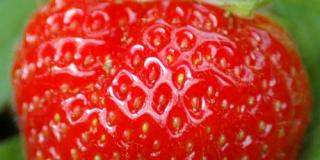 Erdbeere