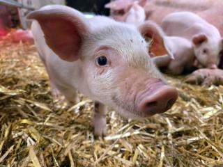 Foto: ProFerkel/Hofinger