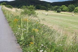 Biodiversität entlang eines Weges