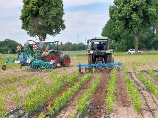 Hacken nach Gülle in Mais