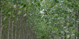 Agroforst auf dem Wassergut Canitz