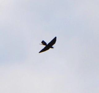 Vogel-Drohne