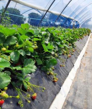 Beerenobstrundgang Auweiler - Erdbeeren