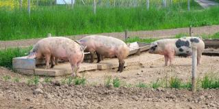 Schweine am Trog