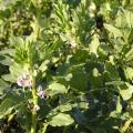 Blühender Ackerbohnenbestand