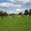 Milchviehherde auf der Weide, Foto: Dr. Gudrun Plesch