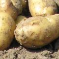 Kartoffeln im Sortenversuch gerade ausgemacht auf Feld liegend